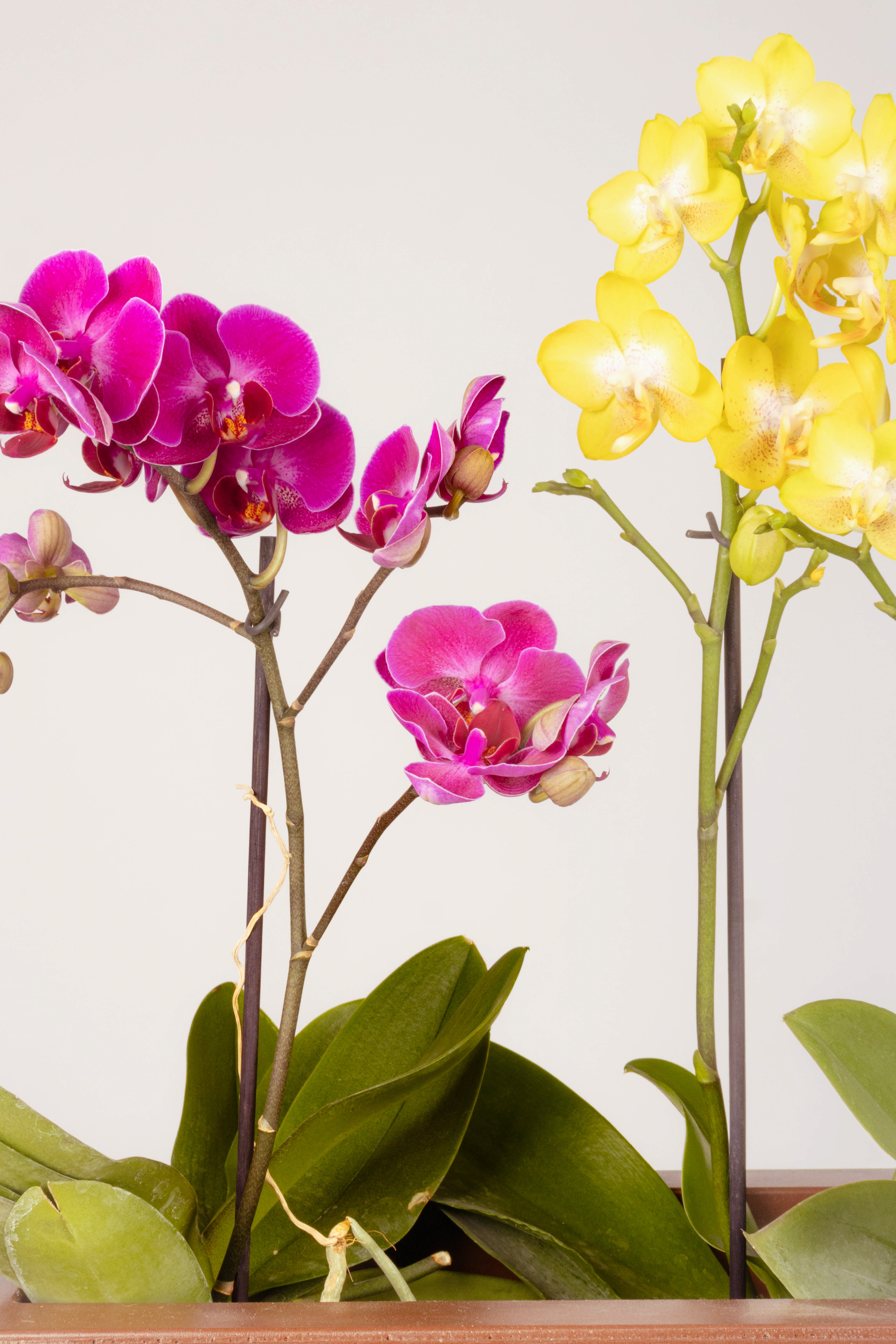 Paraíso de Orquídeas