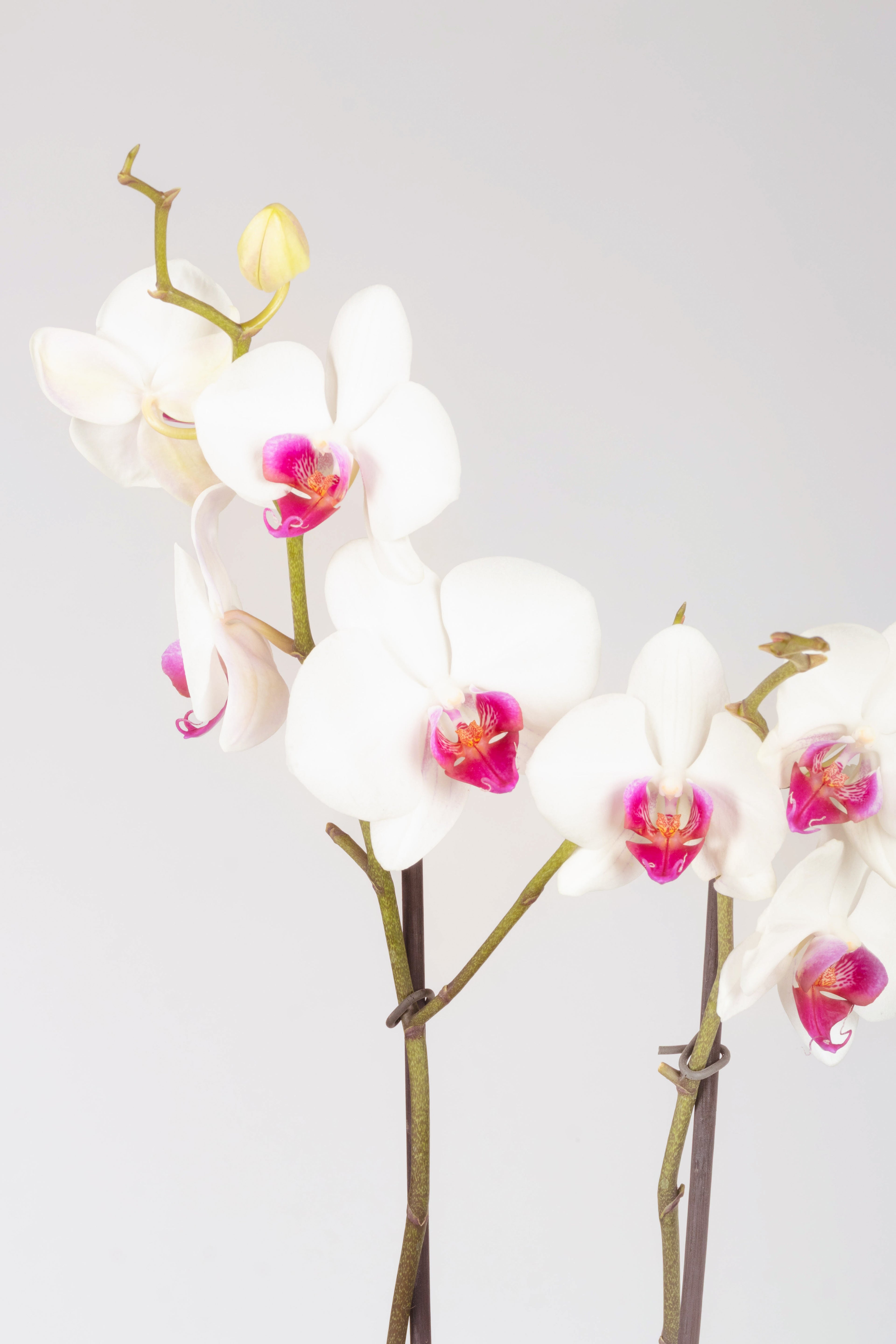 Orquídea Doble Vara