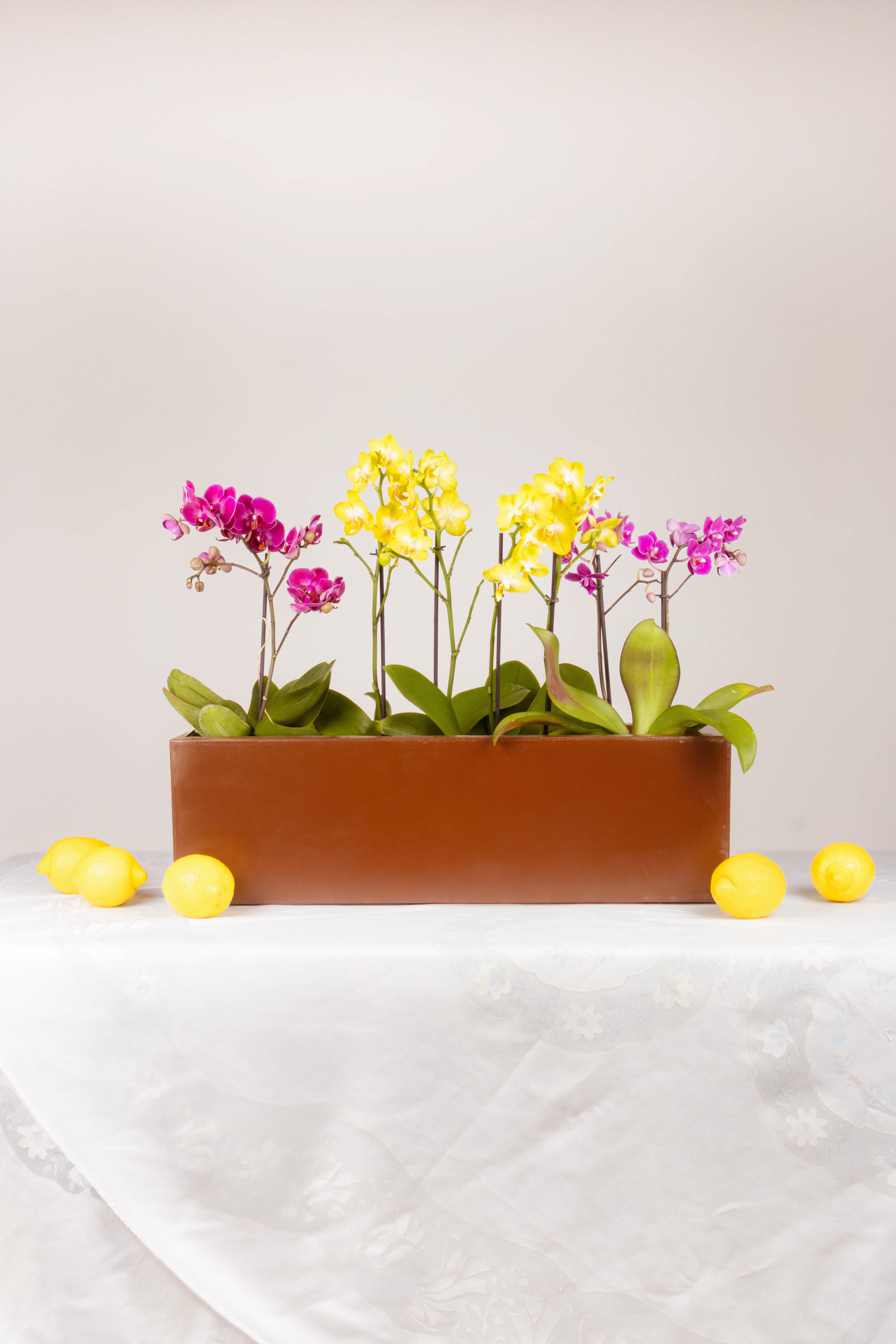 Paraíso de Orquídeas