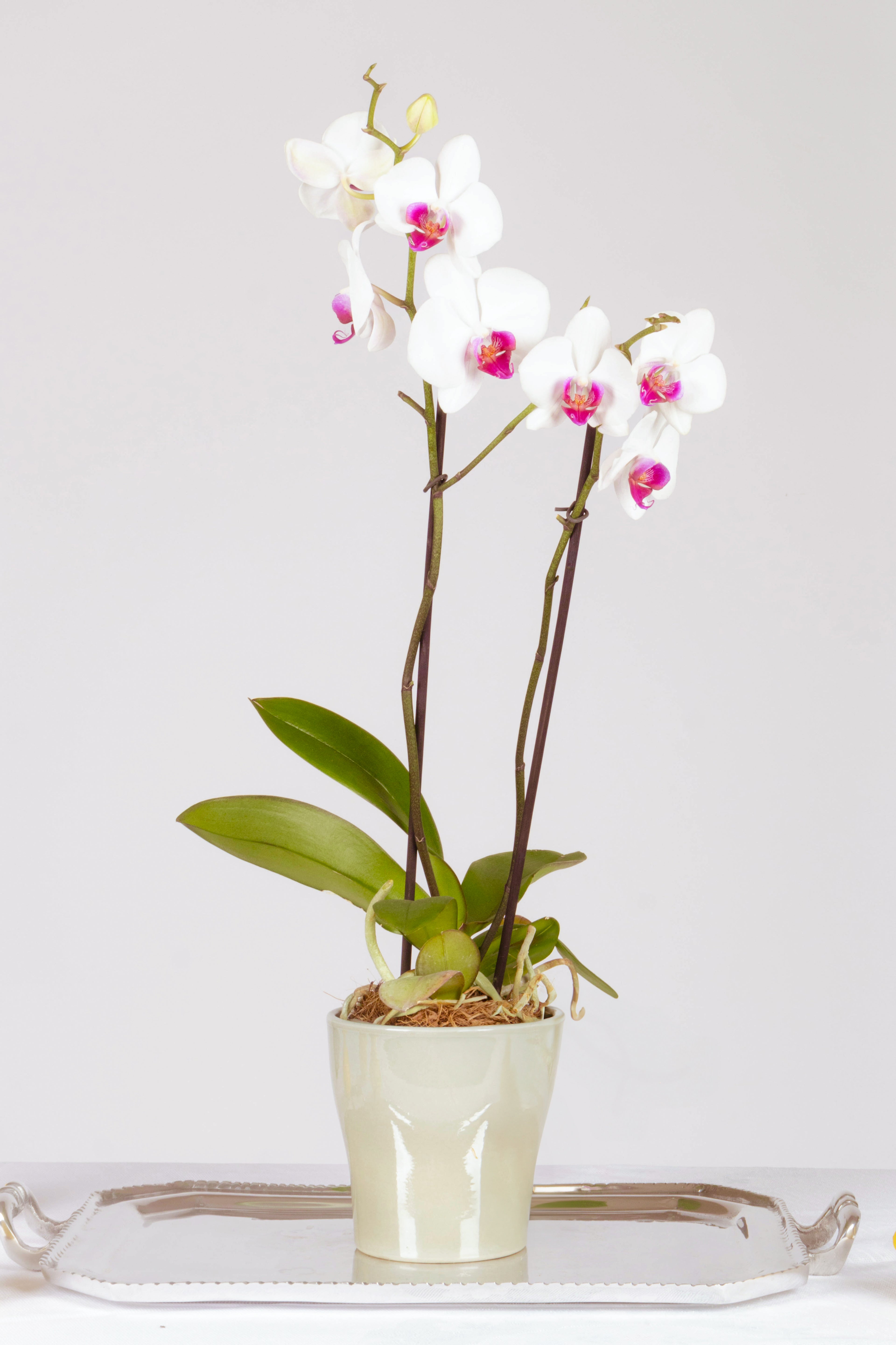 Orquídea Doble Vara