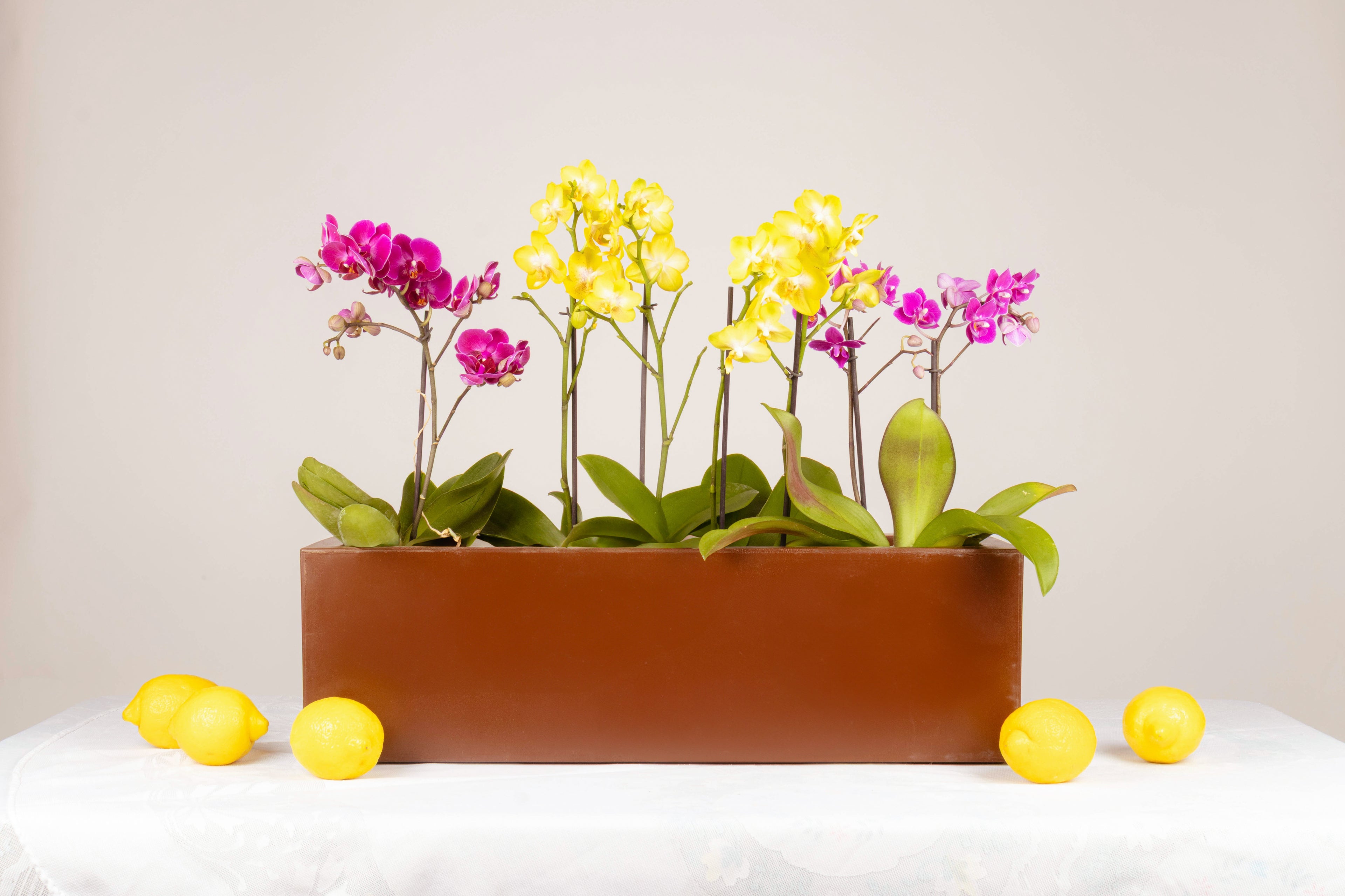 Paraíso de Orquídeas