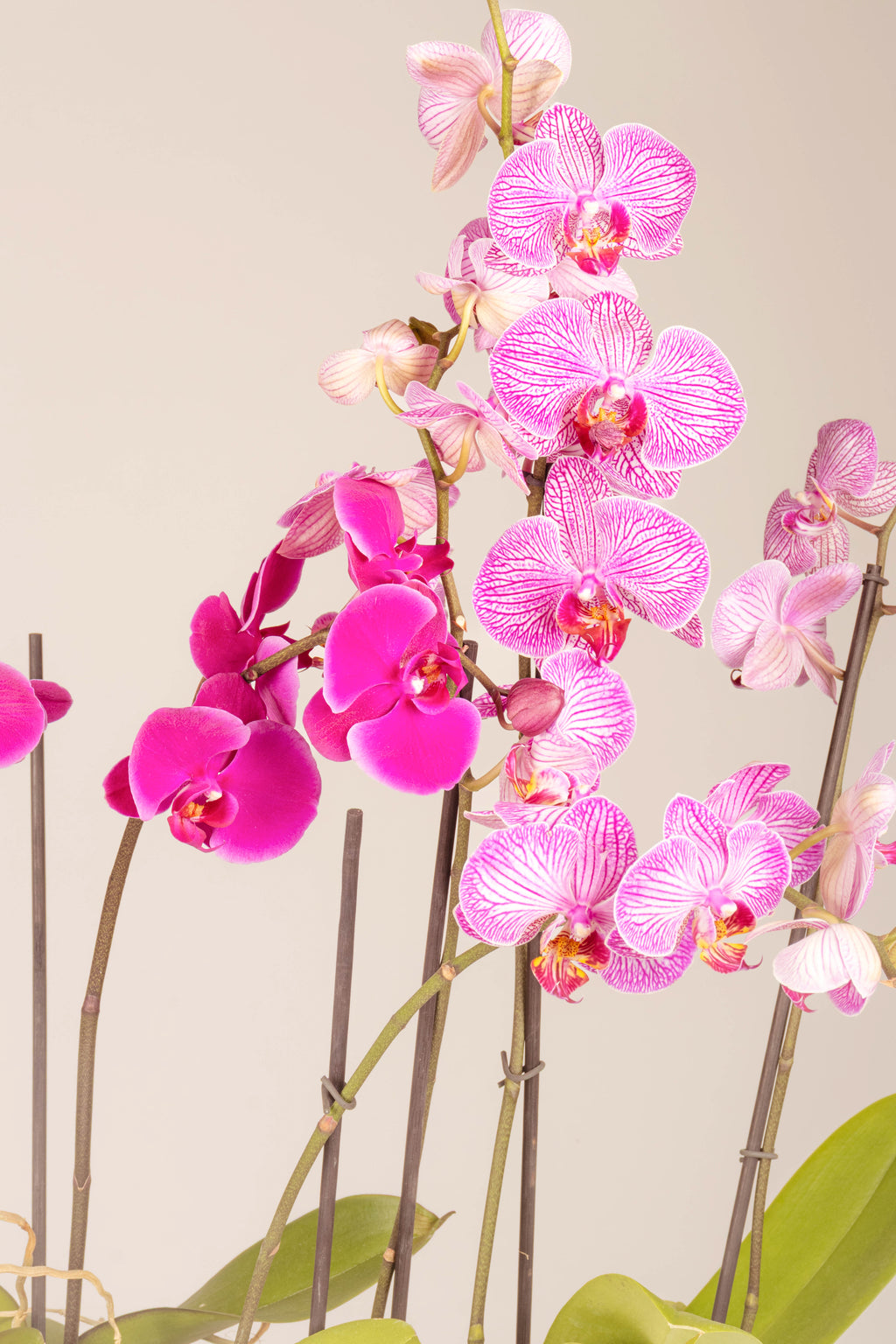 Paraíso de Orquídeas