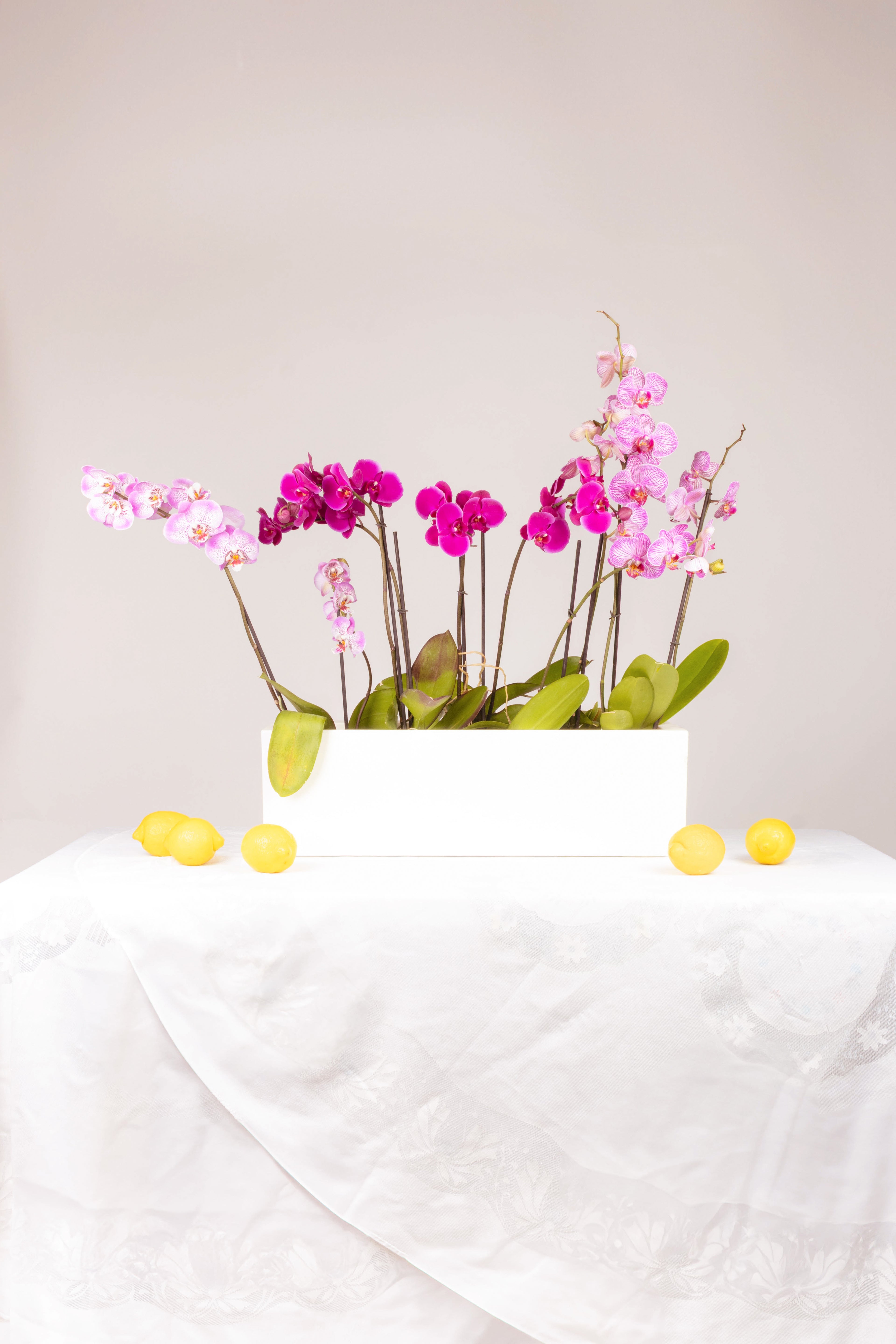 Paraíso de Orquídeas