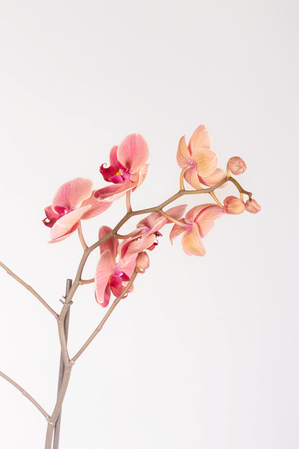 Orquídea