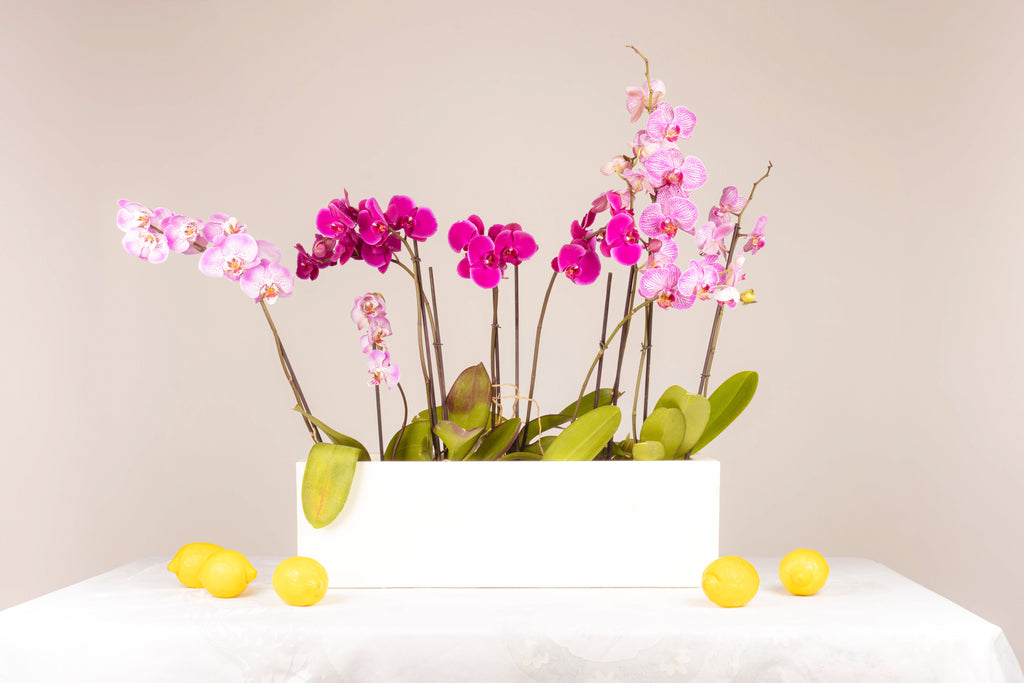Paraíso de Orquídeas