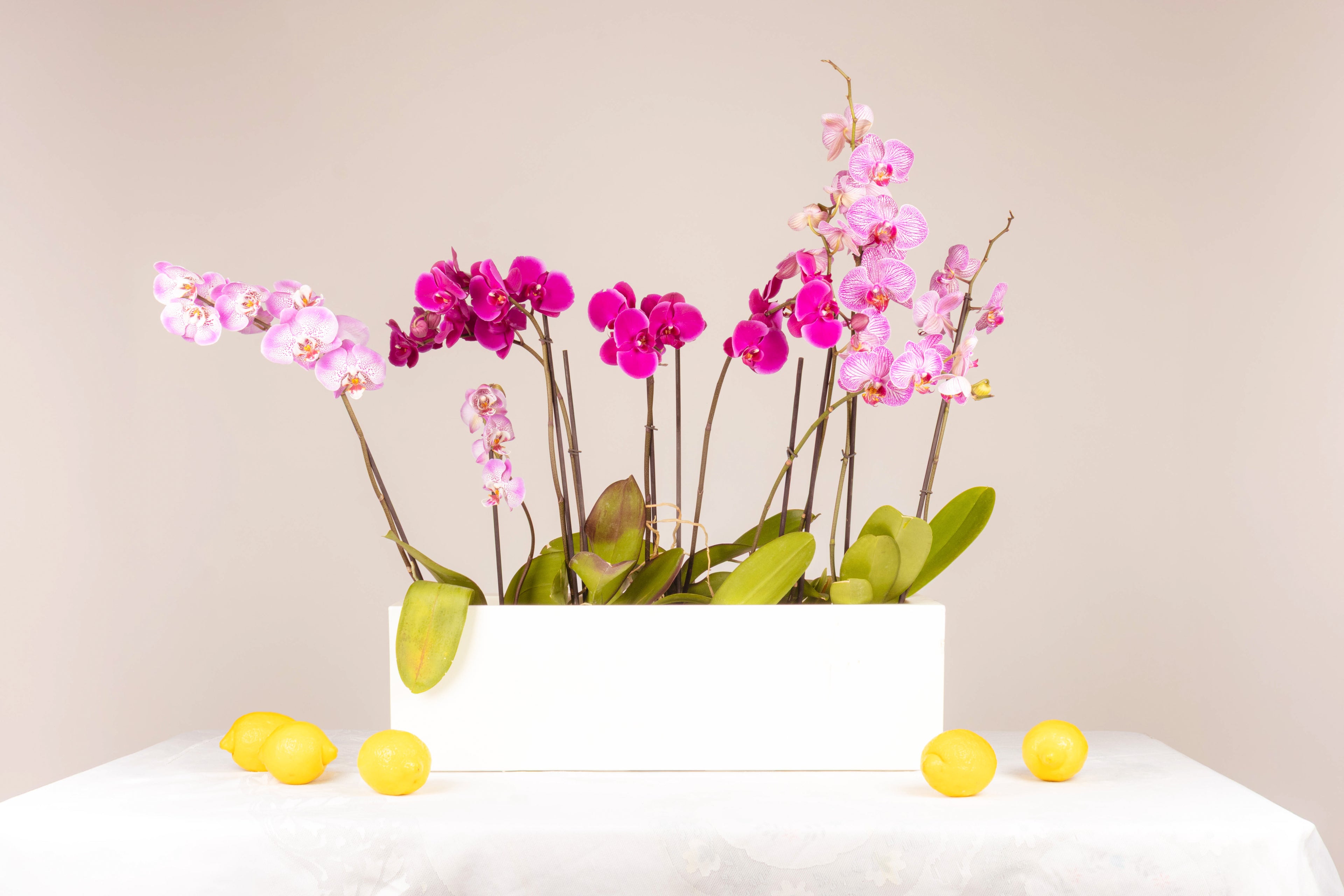 Paraíso de Orquídeas