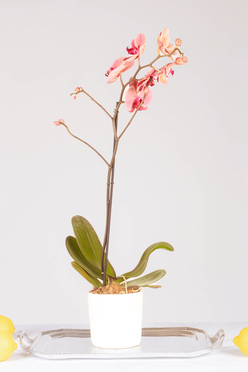 Orquídea
