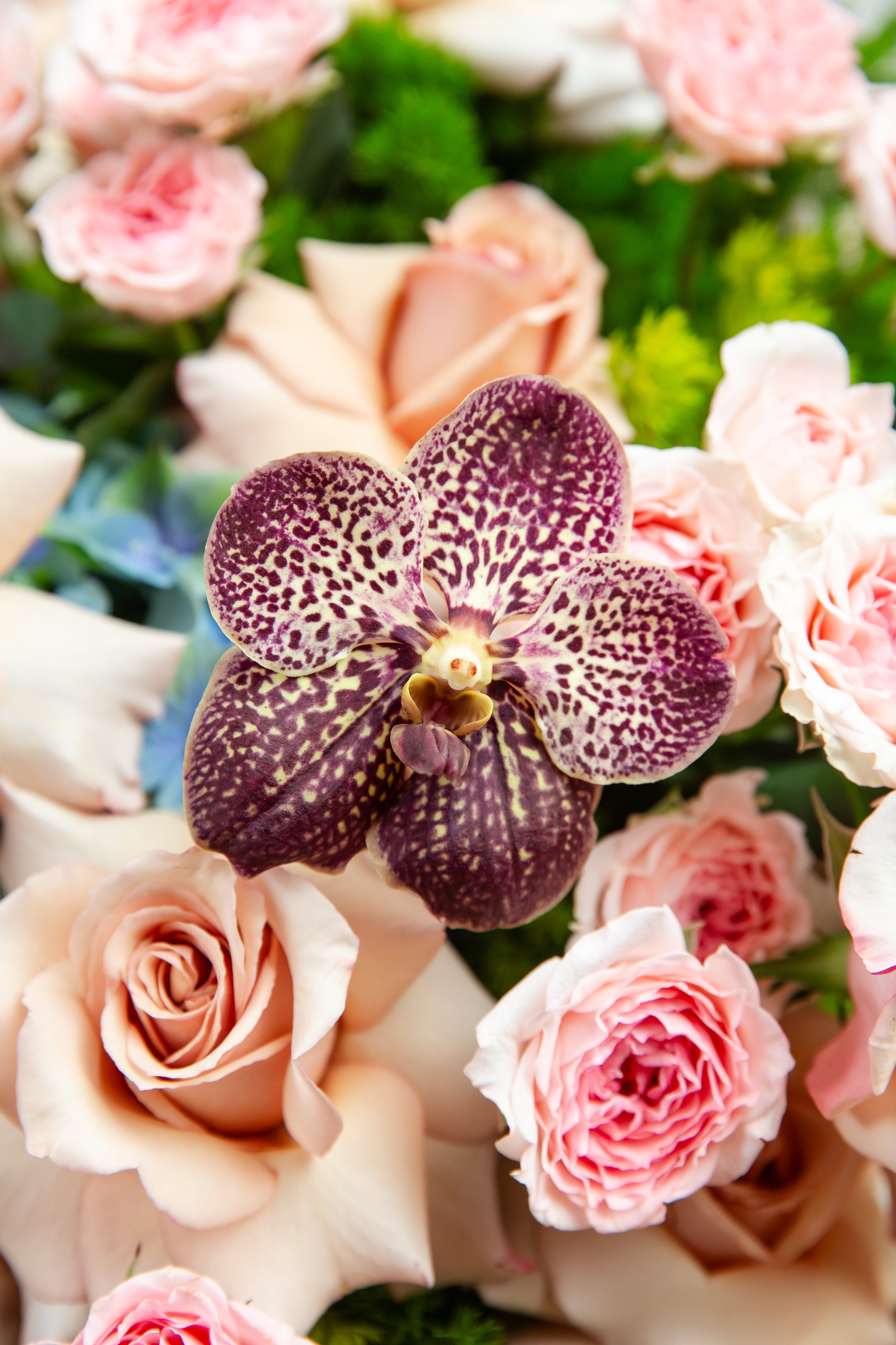 Rosé Orchid Garden